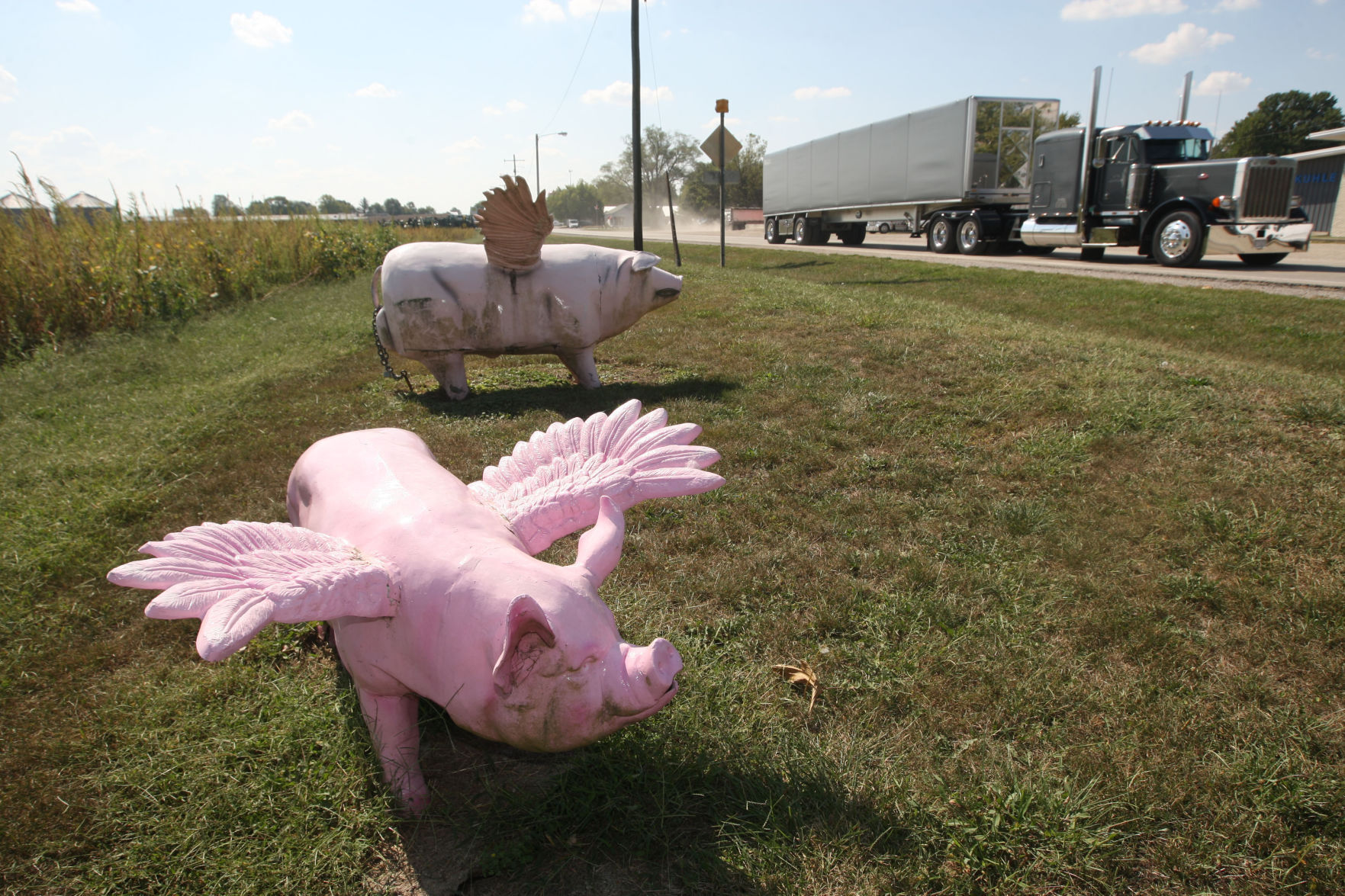 Assumption flying pigs